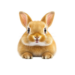 Obraz premium Adorable Fluffy Bunny Rabbit Close-Up