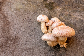 Mushroom colony on rotten tree trunk decomposes and decays wood as a bunch of mushrooms recycling in the forest ecosystem in warm sunshine with fungus mycellium with copy space on natural background