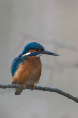 Common kingfisher (Alcedo atthis), also known as the Eurasian kingfisher and river kingfisher sitting on a tree branch.