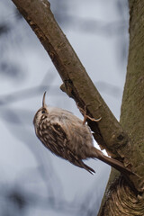 Short-toed treecreeper (Certhia brachydactyla) climbing on a tree.