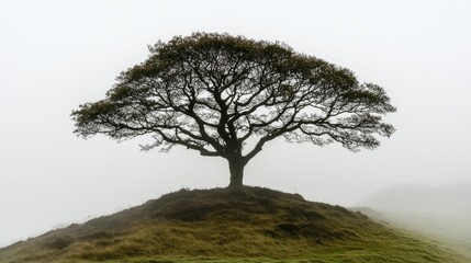 Obraz premium Foggy landscape, solitary tree atop grassy hill.