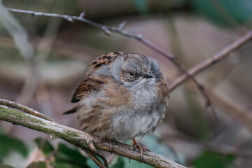 Dunnock (Prunella modularis) sitting on the ground.