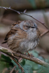 Dunnock (Prunella modularis) sitting on the ground.