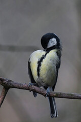 Fototapeta premium Great tit (Parus major) on a tree branch.