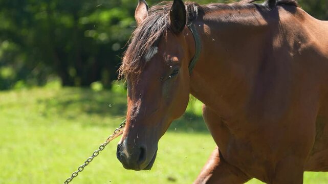 A young brown horse stands sideways, looks at the camera and neighs. She waves her tail and mane to ward off flies. Iron chain around the neck. Green meadow. Mountain behind the horse. House. Pasture