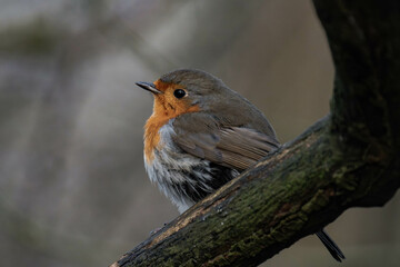 European robin (Erithacus rubecula) on a tree branch.
