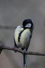 Great tit (Parus major) on a tree branch.