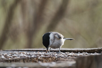 Marsh tit (Poecile palustris) standing on a tree stump.