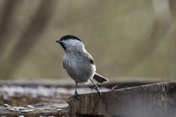 Marsh tit (Poecile palustris) standing on a tree stump.
