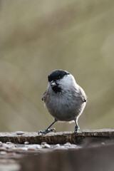 Marsh tit (Poecile palustris) standing on a tree stump.