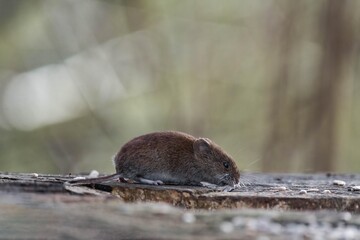 Bank vole (Clethrionomys glareolus) sitting on a tree stump and eating some bird seeds.