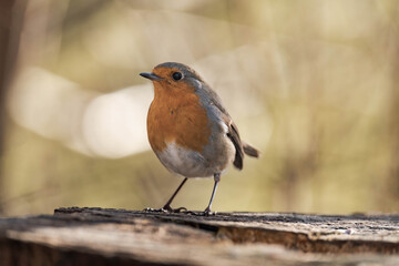 European robin (Erithacus rubecula) on a tree stump.