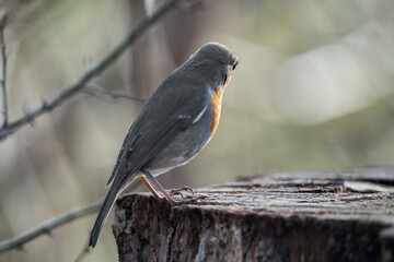 European robin (Erithacus rubecula) on a tree stump.