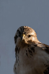Common buzzard (Buteo buteo) sitting on a tree branch. Daytime and blue sky.