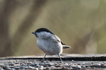 Marsh tit (Poecile palustris) sitting on a tree stump. 