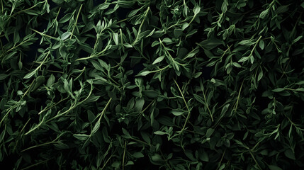 A detailed close-up of thyme leaves with their vivid green color and intricate texture, scattered across a dark background.