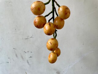 Hand holding Baccaurea racemosa or kapundung or menteng fruit. Its one of the rare fruits in...