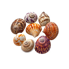 Collection of Colorful Seashells in a Circular Arrangement on Transparent background