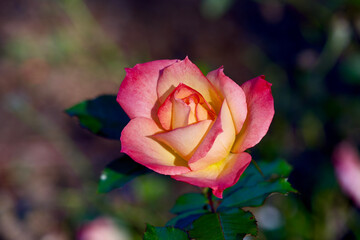 Fototapeta premium A Pink yellow and white rose