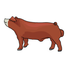 red hampshire pig on white background