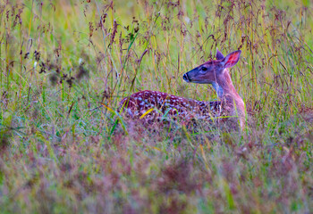 White-tailed deer fawn, Odocoileus virginianus, in tall grass looking back at something behind it