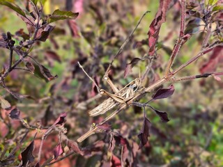 grasshopper on a branch, nature, insects, bug