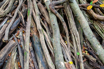 Dry branches of trees in autumn forest.