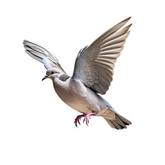 Fototapeta premium black headed gull