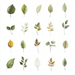 Fototapeta premium Watercolor autumn leaves collection; design elements