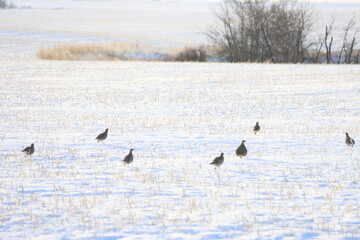 Winter Saskatchewan Scenery with animals, frost, fog, abandoned places, churches and more.