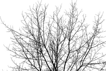 Black branches tree isolated on white. Dead tree without leaves. Black and white trees silhouettes. Abstract background. Bare branches trees in winter. Branch pattern texture. Vector, EPS 10.