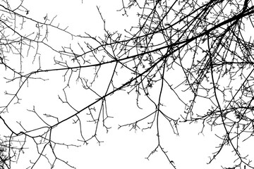 Black branches tree isolated on white. Dead tree without leaves. Black and white trees silhouettes. Abstract background. Bare branches trees in winter. Branch pattern texture. Vector, EPS 10.