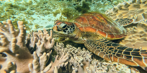 Green sea turtle surrounded by corals near Apo Island, at Apo Island Marine Sanctuary near Siquijor, Negros, Philippines