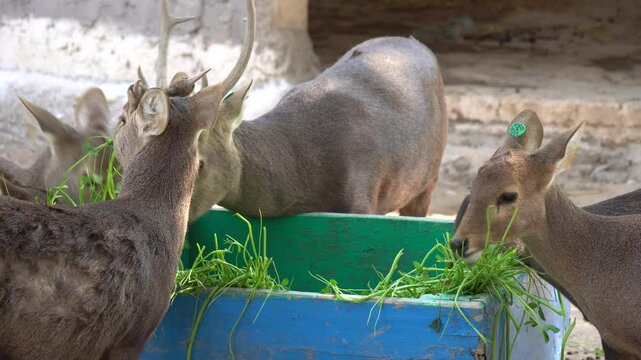 Deer Eating Fresh Green Fodder in a Feeding Trough: Wildlife Close-Up