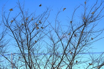 Sparrows are wild birds of the Passeridae family that move quickly by hopping on both feet. They are omnivorous and live in groups.
