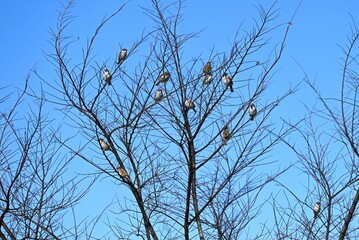 Sparrows are wild birds of the Passeridae family that move quickly by hopping on both feet. They are omnivorous and live in groups.
