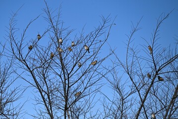 Sparrows are wild birds of the Passeridae family that move quickly by hopping on both feet. They are omnivorous and live in groups.
