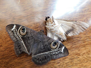 A Beautiful Brown Butterfly lying on a wooden surface next to a light colored beige moth that is deceased and lying on its back
