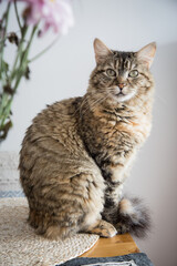 Obraz premium beautiful tabby cat sitting on the table and looking at camera