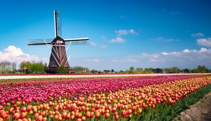 チューリップ畑と風車、広がる青空