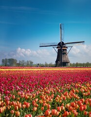 チューリップ畑と風車、広がる青空