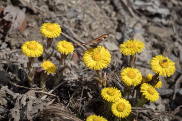 red butterfly in spring