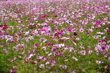 Fototapeta premium Cosmos in full bloom in the field