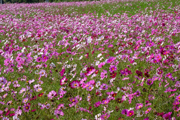 Cosmos in full bloom in the field