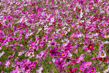 Fototapeta premium Cosmos in full bloom in the field