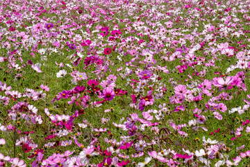 Cosmos in full bloom in the field