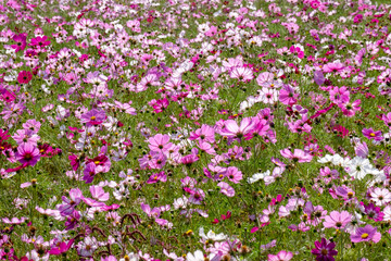 Cosmos in full bloom in the field