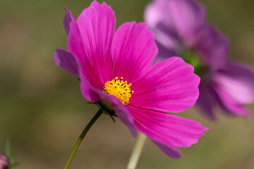 Obraz premium purple flower in the garden