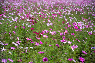 Obraz premium Cosmos in full bloom in the field