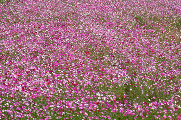 Fototapeta premium Cosmos in full bloom in the field
